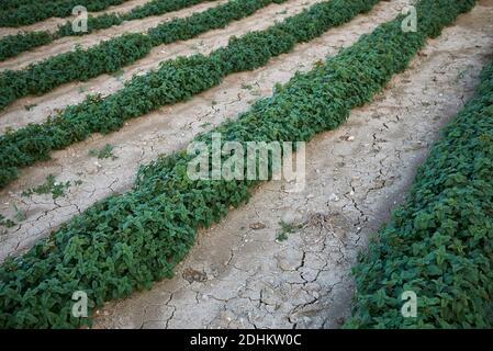 Melissa officinalis Pflanzen in einem landwirtschaftlichen Bereich Stockfoto
