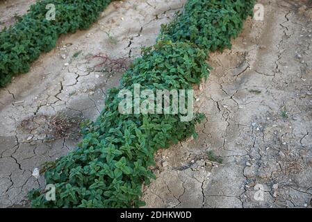 Melissa officinalis Pflanzen in einem landwirtschaftlichen Bereich Stockfoto
