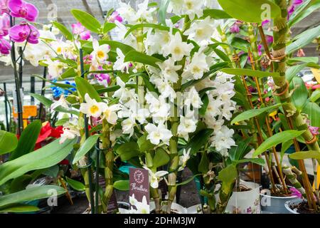 Orchideen im Gartencenter. Stockfoto
