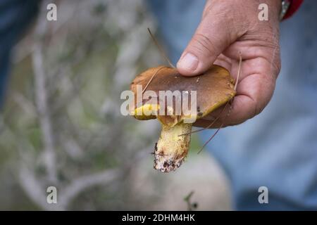 Eine Hand, die einen gerade gepflückten 'weinenden Bolete' (Suillus collinitus) Pilz präsentiert, einen essbaren Pilz, der in Kiefernwäldern in Israel gefunden wird Stockfoto