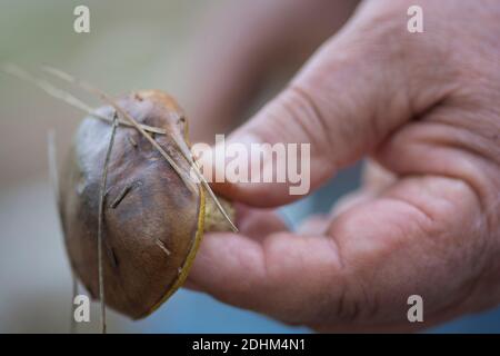 Eine Hand, die einen gerade gepflückten 'weinenden Bolete' (Suillus collinitus) Pilz präsentiert, einen essbaren Pilz, der in Kiefernwäldern in Israel gefunden wird Stockfoto