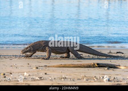 Komododrache (Varanus komodoensis) von Komodo Island, Indonesien Stockfoto