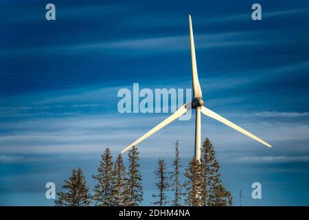 Eigenständige Windkraftanlagen, die sich über Kiefernspitzen erheben, sonniger blauer Himmel hinter den drei Rotorblättern der Windkraftanlage. Skandinavien ökologische grüne Energie prod Stockfoto