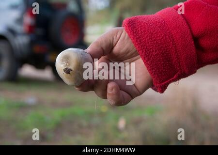 Mann mit einem frisch gepflückten, 'großen Scheide'-Pilz (Volvopluteus gloiocephalus) Stockfoto