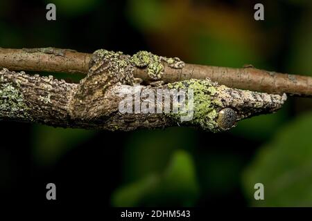 Blattschwanzgecko (Uroplatus sp.) aus Andasibe, Ost-Madagaskar. Stockfoto