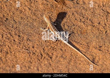 Dreiäugige Eidechse (Chalarodon madagascariensis) aus Berenty Stachelwald, Süd-Madagaskar. Stockfoto