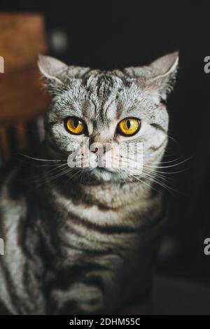 Porträt einer lustigen Katze (Scottish Straight Breed), dunkler Hintergrund. Tabby graue Katze. Stockfoto