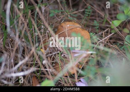 Nahaufnahme eines versteckten 'weinenden Bolete' (Suillus collinitus), einem essbaren Pilz, der in Pinienwäldern gefunden wurde. Stockfoto