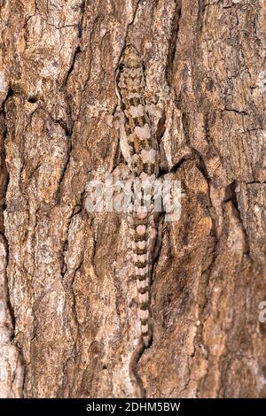 Bent-toed Gecko (Cyrtodactylus sp.) von Komodo Island, Indonesien. Stockfoto