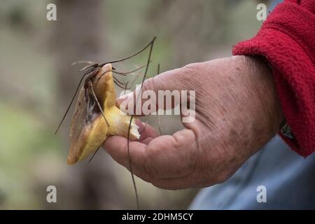 Eine Hand, die einen gerade gepflückten 'weinenden Bolete' (Suillus collinitus) Pilz präsentiert, einen essbaren Pilz, der in Kiefernwäldern in Israel gefunden wird Stockfoto