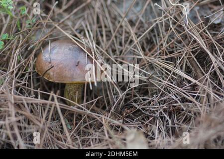 Nahaufnahme eines versteckten 'weinenden Bolete' (Suillus collinitus), einem essbaren Pilz, der in Pinienwäldern gefunden wurde. Stockfoto