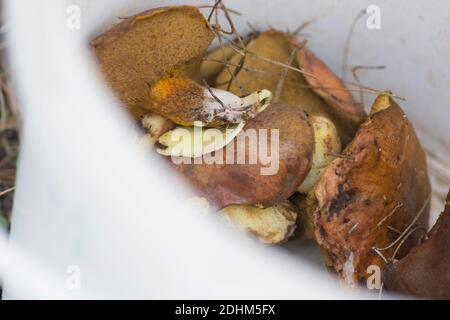Ein Eimer voller gepflückter 'Weeping Bolete' (Suillus collinitus) Pilze, ein essbarer Pilz, der in Pinienwäldern gefunden wird. Israel Stockfoto