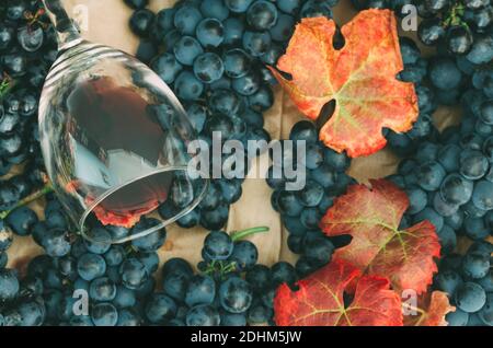 Trauben von schwarzen Trauben mit Blättern und ein Glas Wein füllen die ganze Ebene. Stockfoto