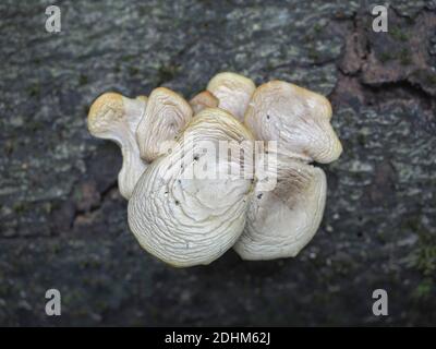 Die Pale Oyster (Pleurotus pulmonarius) ist ein essbarer Pilz, gestapelt Makrofoto Stockfoto