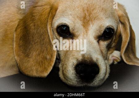 Porträt eines alten schönen Beagle (Hund), entspannend auf der Oberseite einer Rückenlehne einer Couch mit einem Kissen mit Beagles darauf Stockfoto