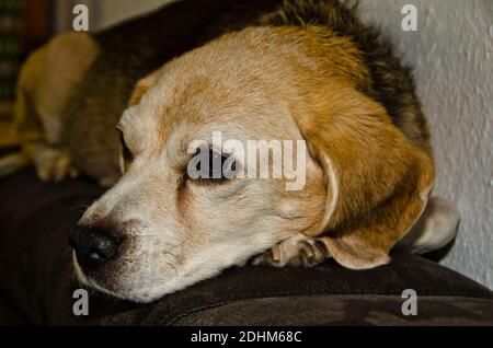Porträt eines alten schönen Beagle (Hund), entspannend auf der Oberseite einer Rückenlehne einer Couch mit einem Kissen mit Beagles darauf Stockfoto