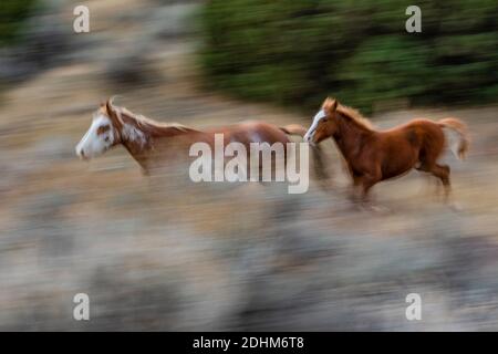 Feral Horses Running, Teil einer Demonstrationsherde als Symbol unseres kulturellen Erbes, in der South Unit des Theodore Roosevelt National Park in meiner Nähe Stockfoto