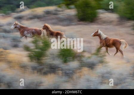 Feral Horses Running, Teil einer Demonstrationsherde als Symbol unseres kulturellen Erbes, in der South Unit des Theodore Roosevelt National Park in meiner Nähe Stockfoto