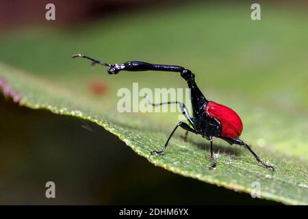 Männlicher Giraffenwedel (Trachelophorus giraffa) aus dem Andasibe-Nationalpark, Madagaskar Stockfoto