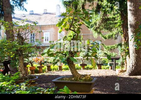 Eichenbonsai im Garten des Erdeszeti Muzeum (Forstmuseum), Sopron, Ungarn Stockfoto