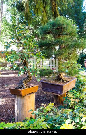 Bonsaibäume im Garten des Erdeszeti Muzeum (Forstmuseum), Sopron, Ungarn Stockfoto