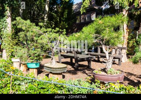 Im Garten des Erdeszeti Muzeum (Forstmuseum), Sopron, Ungarn, sind Pinienbonsaibäume ausgestellt Stockfoto