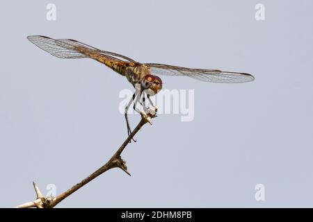 Wahrscheinlich ein unreifer Rotadertropfenflügel (Trithemis arteriosa) aus dem Krüger NP, Südafrika. Stockfoto