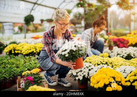 Fröhliche nette Blumenhändler Frauen Sortieren Blumen Töpfe mit ihrer weiblichen Kollegin im Gewächshaus. Stockfoto