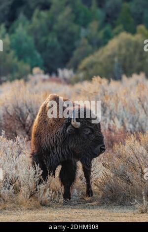 Bison, eine Ikone der Great Plains, im Grasland des Theodore Roosevelt National Park in der Nähe von Medora, North Dakota, USA Stockfoto