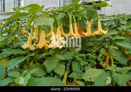 Nahaufnahme gelbe Datura Blume Brugmansia versicolor Stockfoto