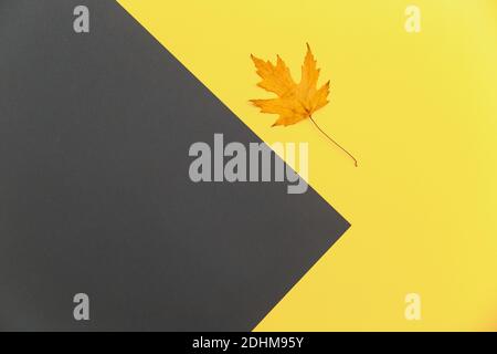 Farbe des Jahres 2021 13-0647 leuchtend und grau. Abstrakter gelber und grauer geometrischer Hintergrund mit einem orange gefallenen Ahornblatt in 2021 Farben Stockfoto