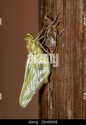 Eine Nymphe des Schwarzschwanz-Skimmer (Orthetrum cancellatum) Durchläuft Übergang und wird eine Erwachsene Libelle in den Prozess Als unvollständig MET bekannt Stockfoto