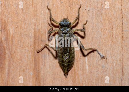 Eine Nymphe des Schwarzschwanz-Skimmer (Orthetrum cancellatum). Foto aus Vejlerne, Norddänemark im Juni. Stockfoto