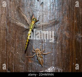 Die Nymphe und ein neu geschlüpftes weibliches Exemplar des Schwarzschwanzskimmer (Orthetrum cancellatum). Die Libelle hat gerade den Übergang abgeschlossen und hat Stockfoto