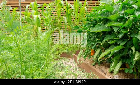 Anbau von Paprika, Mais und Karotten in Hochbeeten im heimischen Garten. Ein schöner moderner Gemüsegarten mit Holzbetten und Kieswegen. Stockfoto