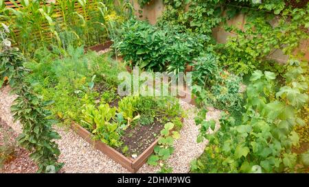 Draufsicht auf einen modernen Garten mit erhöhten Holzbetten für den Anbau von Bio-Gemüse und Gemüse nach ökologischen Anbauprinzipien. Ein effizientes ve Stockfoto