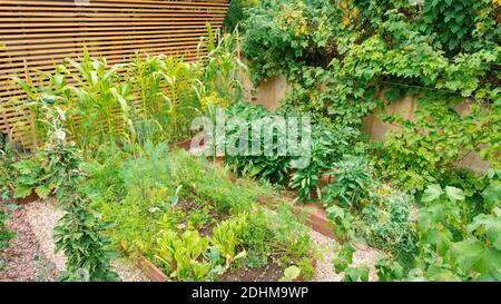 DIY Holz erhöhte Gartenbeete für den Anbau von Bio-Gemüse und Gemüse. Blick von oben auf einen modernen Gemüsegarten mit Hochbetten und Schutthallen. Ein Be Stockfoto