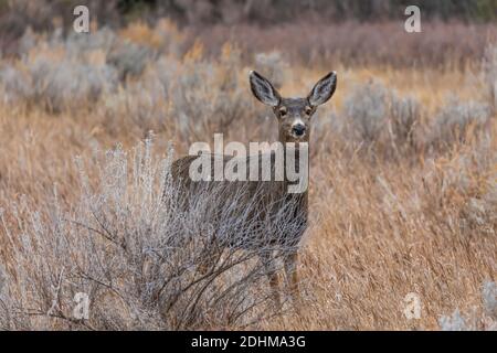 Mule Deer, Odocoileus hemionus, im Theodore Roosevelt National Park in der Nähe von Medora, North Dakota, USA Stockfoto