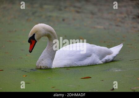 Mute Swan Schwimmen durch Duckweed on a Pond, County Durham, England, UK. Stockfoto