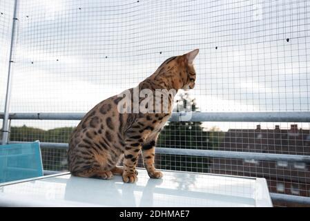 bengalkatze sitzt auf dem Tisch auf dem Balkon davor Das Sicherheitsnetz schaut nach unten und beobachtet die Nachbarschaft von oben Stockfoto