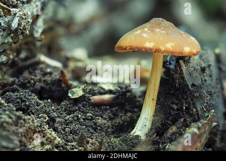 Der Gelbe Schild (pluteus chrysophäus) ist ein ungenießbarer Pilz, gestapeltes Makrofoto Stockfoto