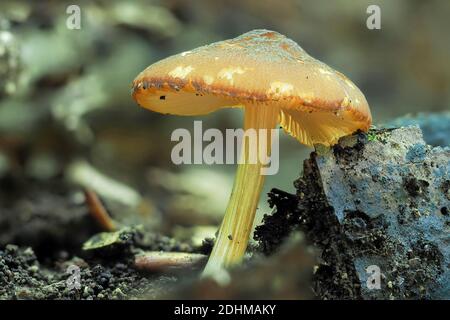 Der Gelbe Schild (pluteus chrysophäus) ist ein ungenießbarer Pilz, gestapeltes Makrofoto Stockfoto