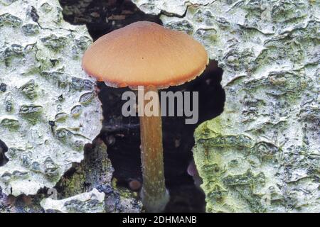 Der Gelbe Schild (pluteus chrysophäus) ist ein ungenießbarer Pilz, gestapeltes Makrofoto Stockfoto