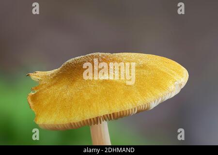 Der Löwenschild (pluteus leoninus) ist ein ungenießbarer Pilz, gestapeltes Makrofoto Stockfoto