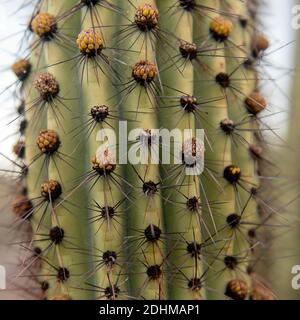 Nahaufnahme des Organ Pipe Cactus (Stenocereu thurberi) vom Organ Pipe Cactus National Monument, Süd Arizona. Stockfoto