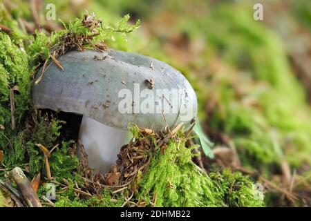 Der Kohlenbrenner (Russula cyanoxantha) ist ein essbarer Pilz, gestapeltes Makrofoto Stockfoto