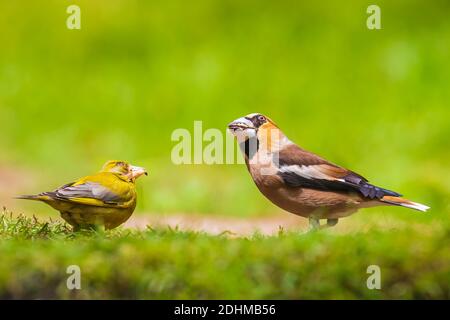 Nahaufnahme eines männlichen Habichtsfressers Coccothraustes coccothraustes und eines Grünfinkens Chloris chloris Vogel, der in einem Wald thront. Selektiver Fokus und natürliche Sonnenmilch Stockfoto