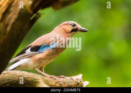 Eurasischen Eichelhäher Garrulus glandarius Vogel in einem Wald Baum gehockt. Tageslicht, selektiven Fokus Stockfoto