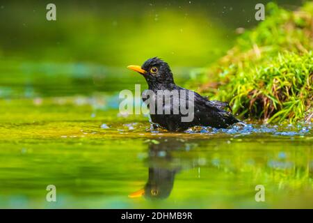 Nahaufnahme eines nassen Gemeinsame Amsel Turdus merula männliche, Waschen, Putzen, Trinken und Reinigung im Wasser. Selektiver Fokus und niedrigen poit Sicht Stockfoto