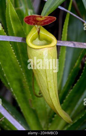 Gut entwickelter Krug der Krug-Pflanze (Nephentes madagascariences) in Feuchtgebieten in der Nähe von Palmarium Resort, östlichen Madagaskar. Stockfoto